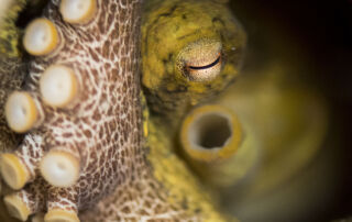 Two-Spot Octopus