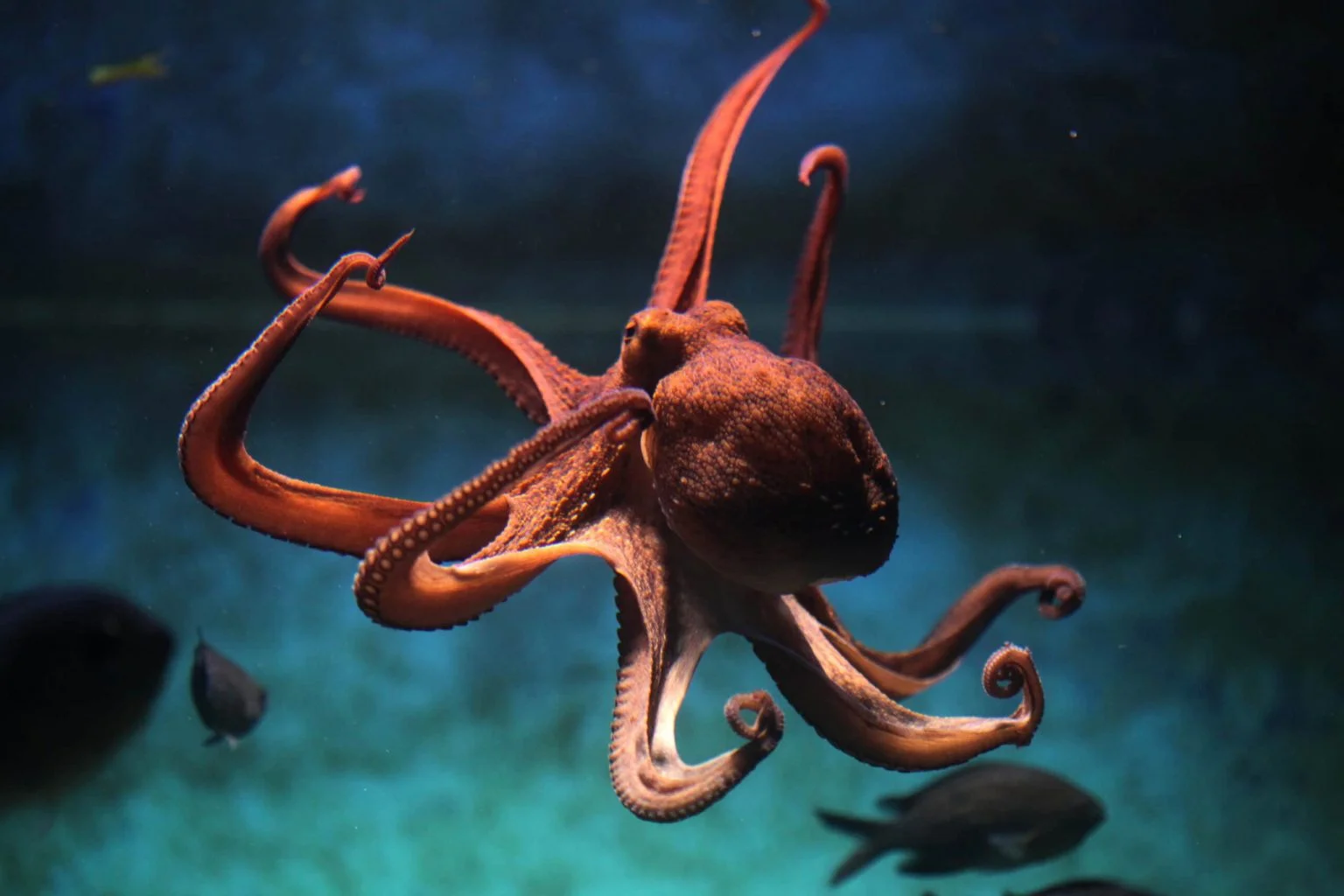 Cephalopods