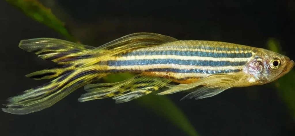 role-specified-zebra-danio-breeding role-zebrafish-danio-breeding