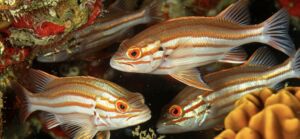 zebrafish-adaptive-infra