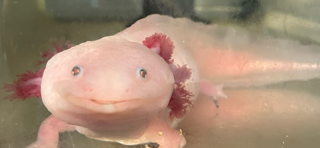 Axolotl (1) Axolotl